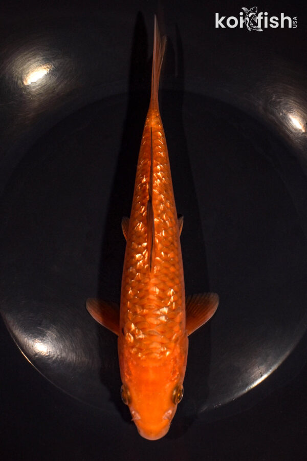 8" GINRIN CHAGOI