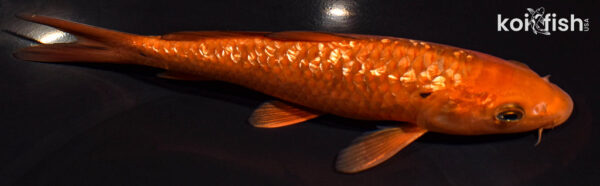 8" GINRIN CHAGOI