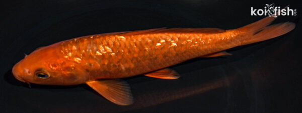 8" GINRIN CHAGOI