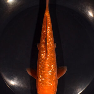8" GINRIN CHAGOI