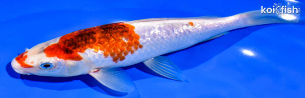 8" GINRIN GOROMO