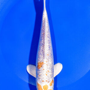 8" GINRIN HARIWAKE