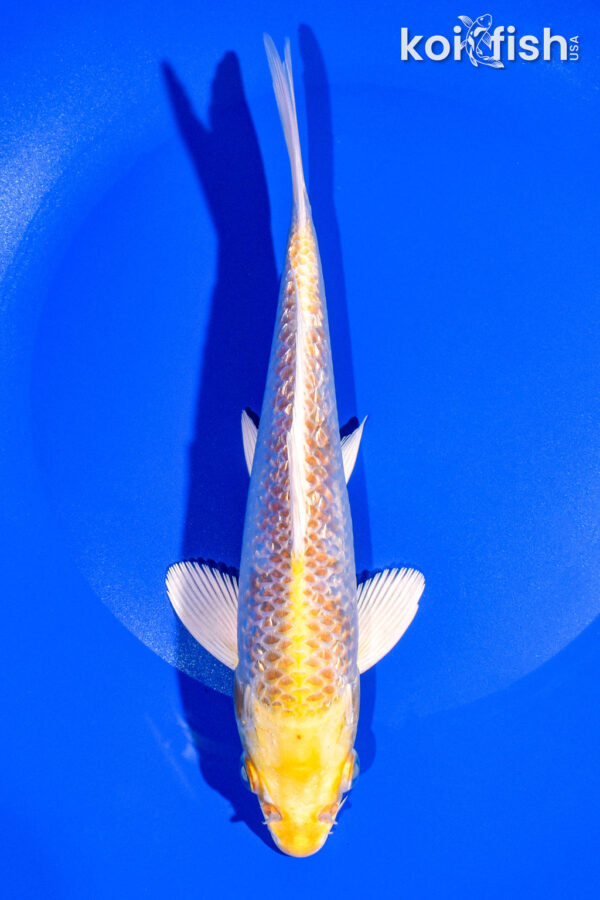 8" GINRIN HARIWAKE