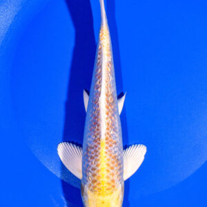 8" GINRIN HARIWAKE