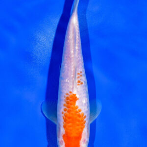 8" GINRIN KOHAKU FOR SALE