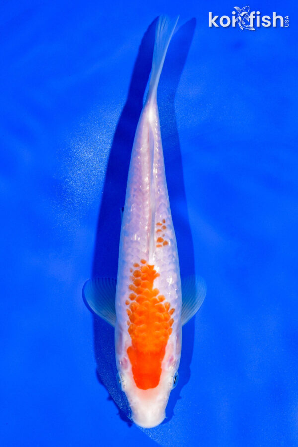 8" GINRIN KOHAKU FOR SALE