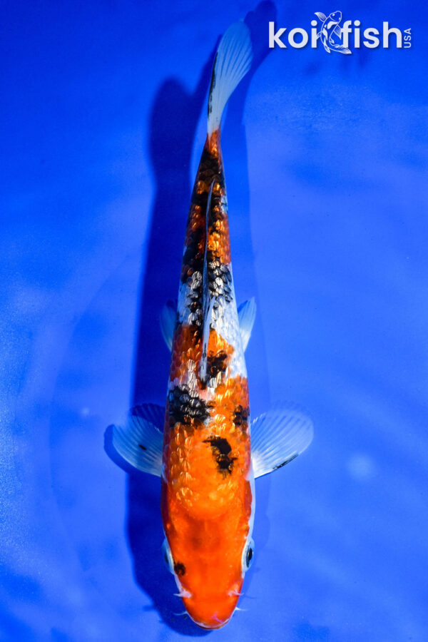 8" GINRIN SANKE