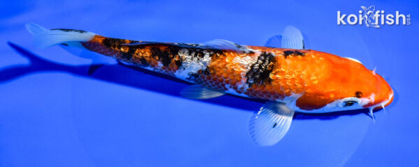 8" GINRIN SANKE