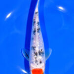 Premium Koi Fish Near Me For Sale