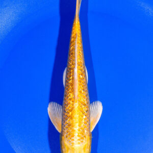 8" GINRIN YAMABUKI OGON
