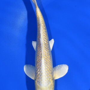 8" GINRIN YAMABUKI OGON