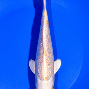 8" GINRIN YAMABUKI OGON