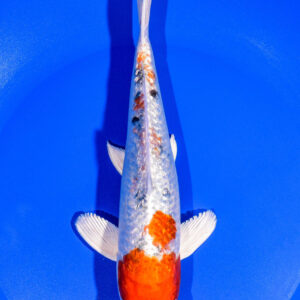 8" GINRIN YAMATO NISHIKI