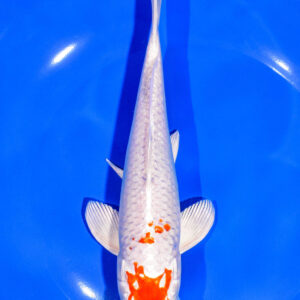8" HARIWAKE