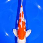 Premium Koi Fish Near Me For Sale