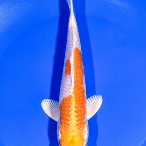 8" HARIWAKE