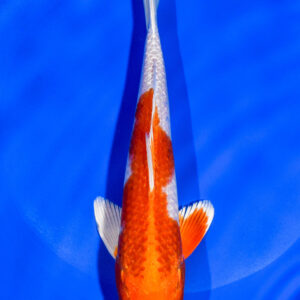 8" HARIWAKE