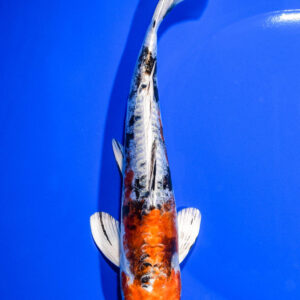 8" HEISEI NISHIKI