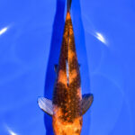 Premium Koi Fish Near Me For Sale