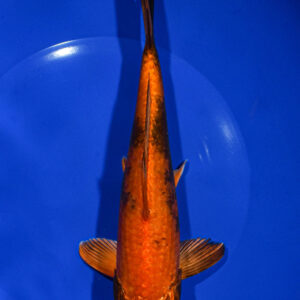 8" KIN HI UTSURI
