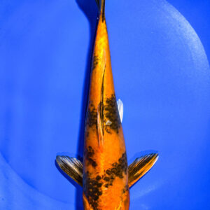 8" KIN HI UTSURI