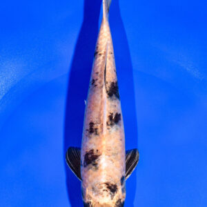 8" KIN KI UTSURI