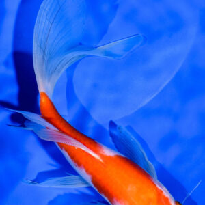 8" KOHAKU BUTTERFLY