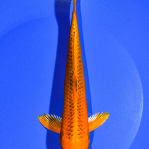 8" ORENJI MATSUBA