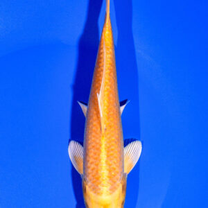 8" YAMABUKI OGON