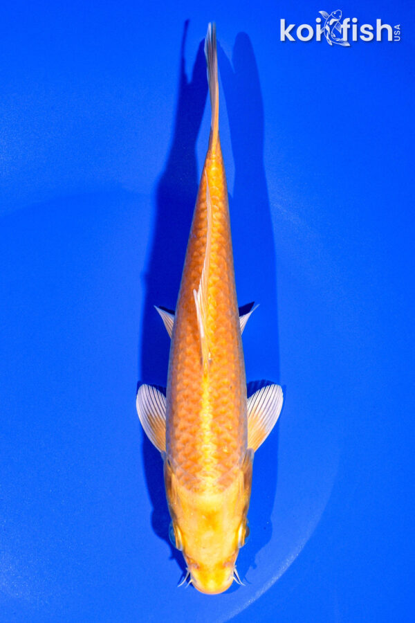 8" YAMABUKI OGON