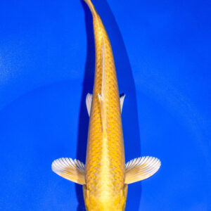 8" YAMABUKI OGON