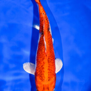 8" YAMATO NISHIKI