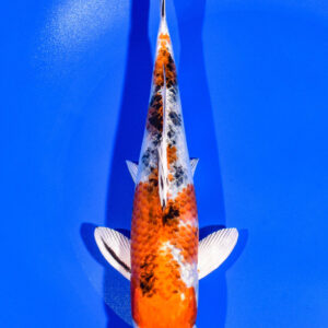 8" YAMATO NISHIKI