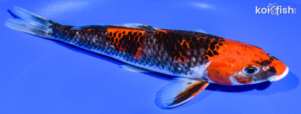 8.25" BENI MATSUKAWABAKE