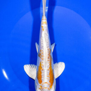 8.25" DOITSU HARIWAKE