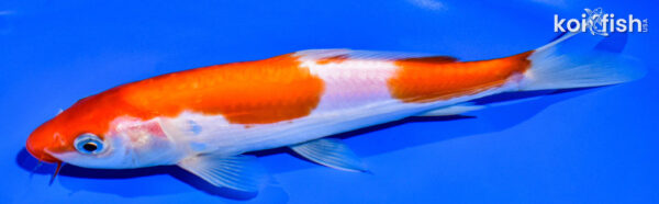 8.25" DOITSU KOHAKU