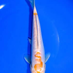 8.25" DOITSU OCHIBA SHIGURE