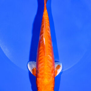8.25" DOITSU ORENJI OGON