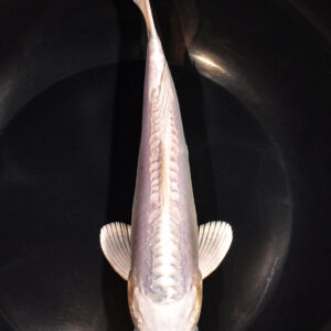 8.25" DOITSU PLATINUM OGON
