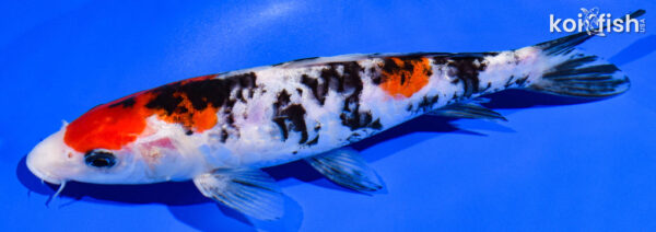 8.25" DOITSU SANKE