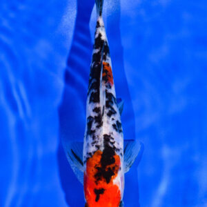 8.25" DOITSU SANKE