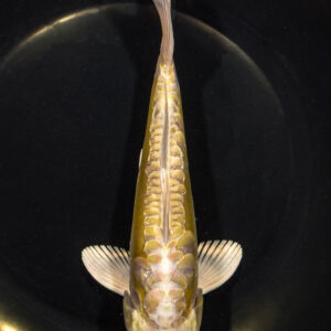 8.25" DOITSU YAMABUKI OGON