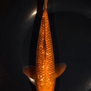 8.25" GINRIN CHAGOI