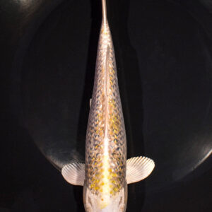 8.25" GINRIN HARIWAKE