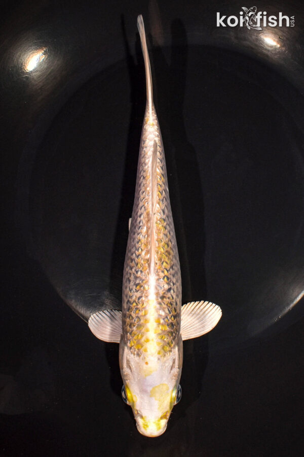 8.25" GINRIN HARIWAKE