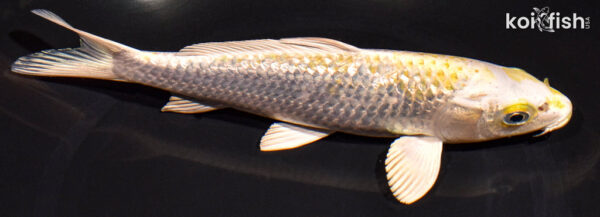 8.25" GINRIN HARIWAKE