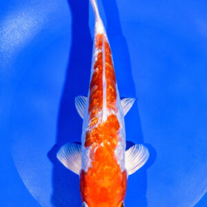 8.25" GINRIN KIKUSUI