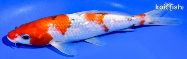 8.25" GINRIN SANKE