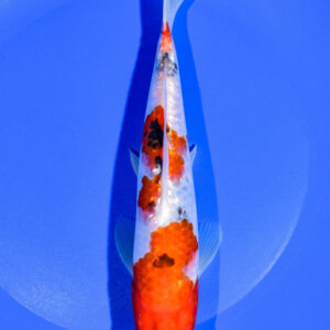 8.25" GINRIN SANKE