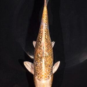 8.25" GINRIN YAMABUKI OGON